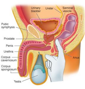 A diagram showing where the prostate is located